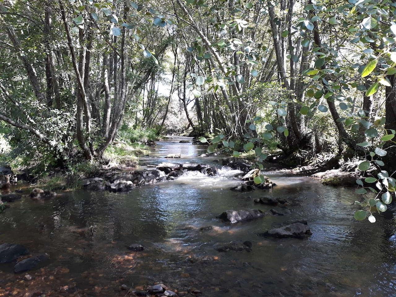 Florestas riparias armazéns de carbono